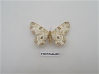 藏品(尺蛾175)的圖片